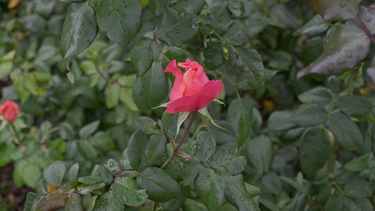Una única rosa roja florece, rodeada de densas hojas verdes en un tranquilo jardín exterior, mostrando pétalos suaves y follaje natural.