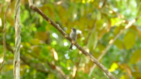 Zoom-in-shot-of-beautiful-bird-sitting-on-branch-of-green-tree-and-flying-away