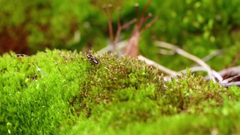 Ameise-Aus-Nächster-Nähe-In-Freier-Wildbahn.