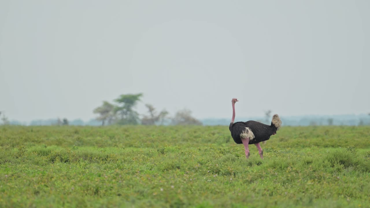 Male Ostrich in Africa in Serengeti National Park in Tanzania, Ostriches on African Wildlife Safari Animals Game Drive, Walking in Green Plains Scenery