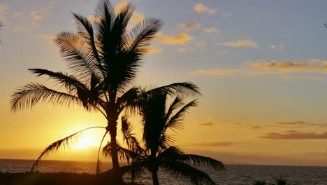 sunset over the ocean with palm trees