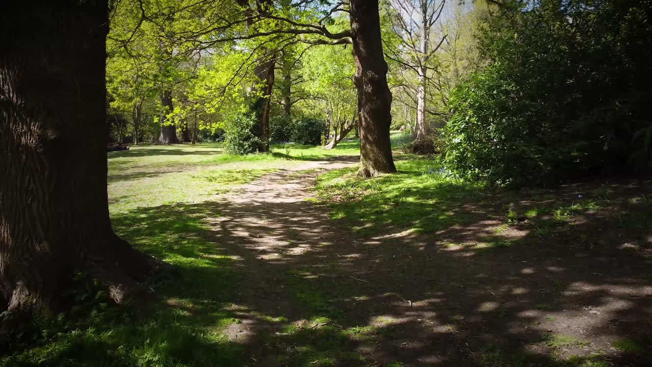 Sentiero nel bosco e alberi verdi mentre un drone vola attraverso Richmond Park