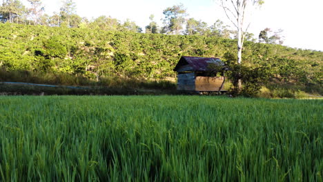 low aerial dolly left over rice field in rural vietnam in golden hour