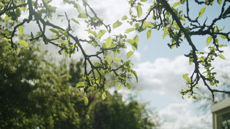 Medium-close-up-shot-of-tree-branches-hanging-from-the-top-of-the-frame