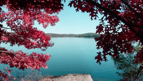 Una-Inclinación-Lenta-Con-Hojas-Rojas-De-Otoño-En-Primer-Plano-Mientras-La-Cámara-Revela-Un-Lago-Tranquilo-Con-Montañas-En-La-Distancia