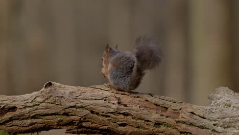 a squirrel eating on a tree branch in a serene forest in clinge, zeeland, netherlands