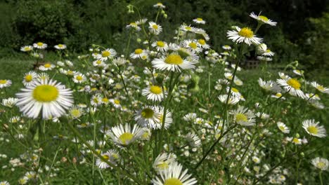 Close-up-shot-of-white-flowers-moving-in-the-wind,-with-a-Staffie-dog-playing-in-the-background