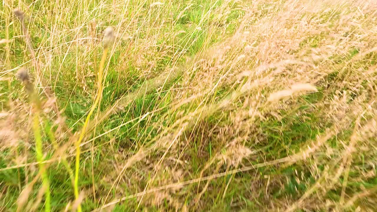 el viento sopla a través de la hierba alta en fife
