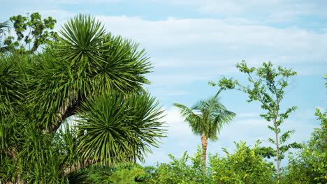 Lush-Palm-Trees-And-Tropical-Plants-In-The-Gardens-Of-Shangri-La-Mactan,-Cebu-In-The-Philippines