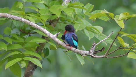 Ein-Wunderschöner-Javanischer-Eisvogel-Trocknet-Nach-Dem-Baden-Seine-Federn