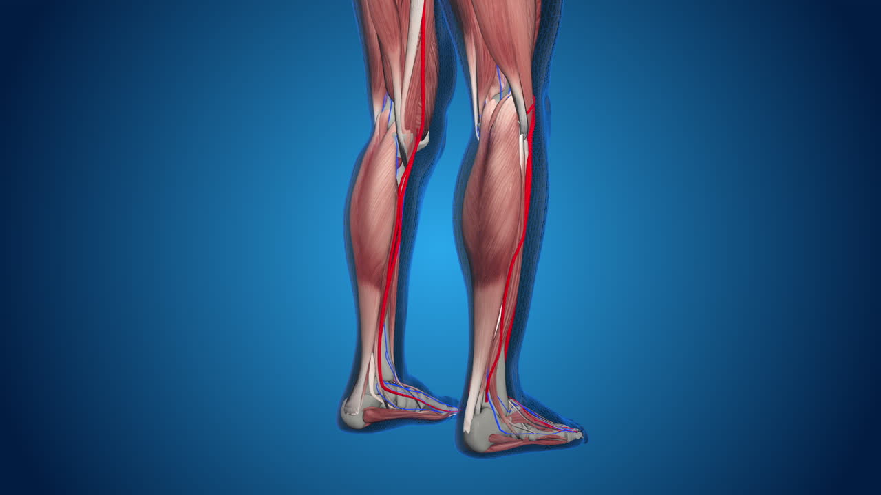 Human Leg Anatomy: Muscles, Blood Vessels, and Bones