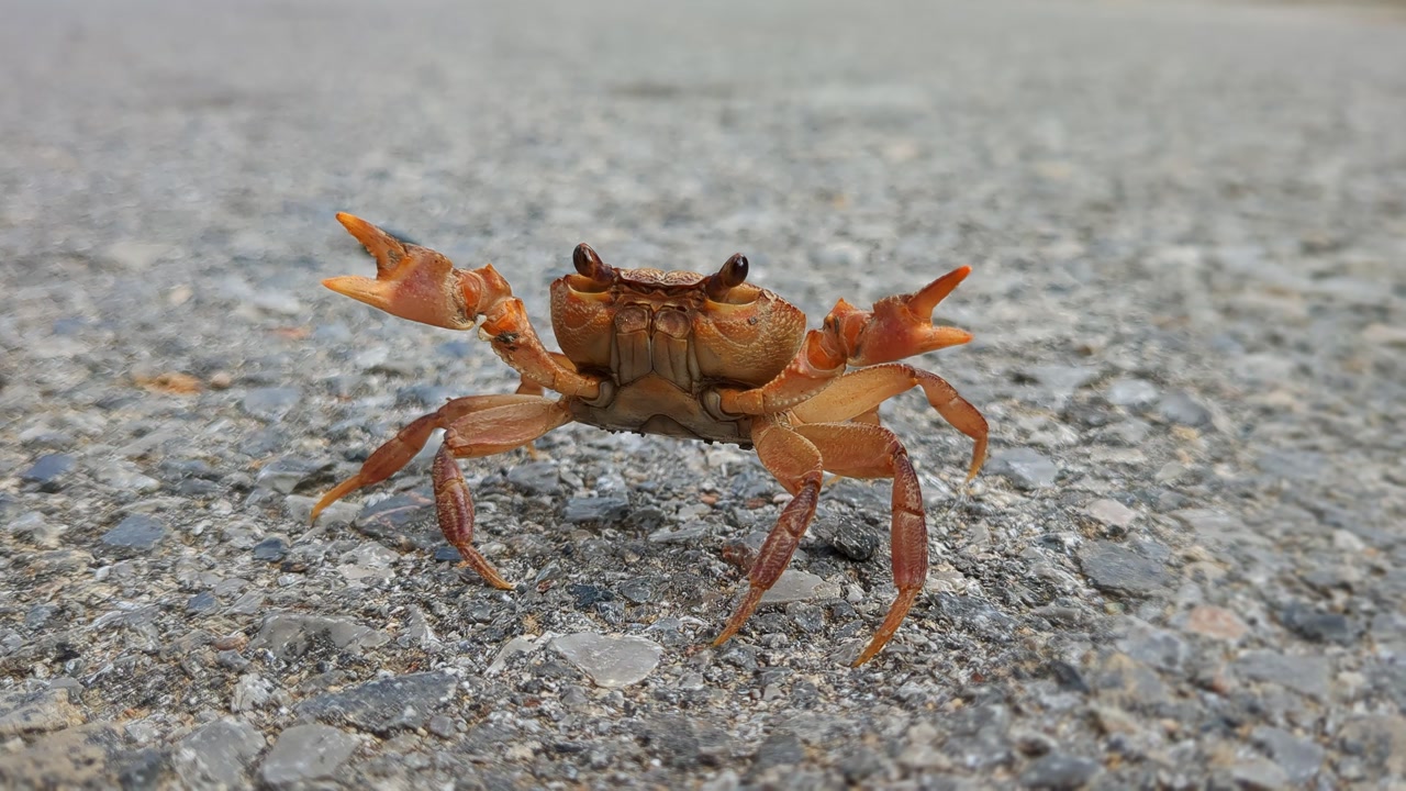 Fearless land crab moving slowly on dry land and protecting itself with claws, funny animal close up