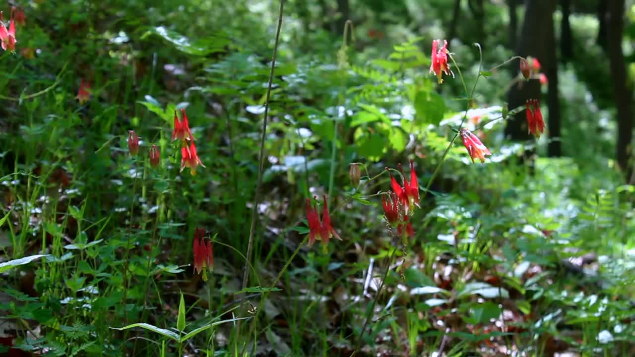 Sunlit wildflowers sway amidst lush greenery in Indiana Dunes National Park. Vivid reds contrast vibrant green foliage, evoking a serene and natural atmosphere