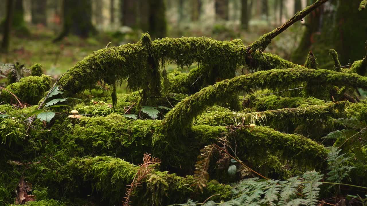 Rami coperti di muschio si intrecciano sul suolo della foresta. Ideale per documentari sulla natura o sfondi video rilassanti