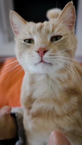 an owner caresses her ginger cat by covering its muzzle then caresses it up to the ears, the feline opens its green eyes