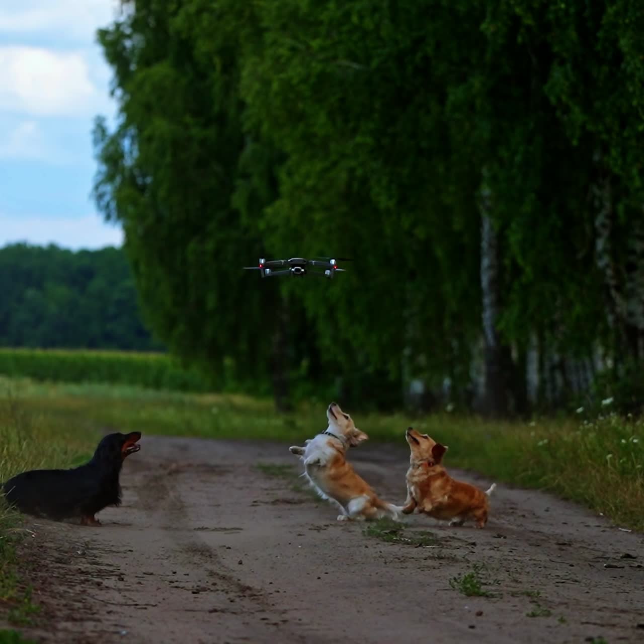 Four dogs playing outside with dron. Happy dogs on nature background. Small breeds. Trying to catch dron or quadrocopter. Nature background. Video of small dogs.