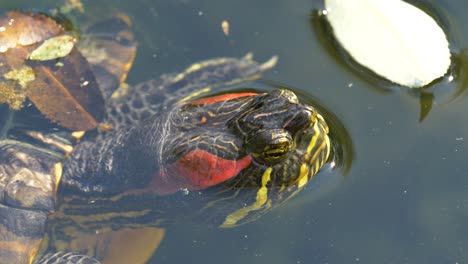 Water-sea-turtle-swimming-and-diving-in-natural-pond-during-daytime