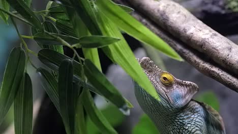 parson's chameleon shooting its tongue out to catch a prey on the tree branch