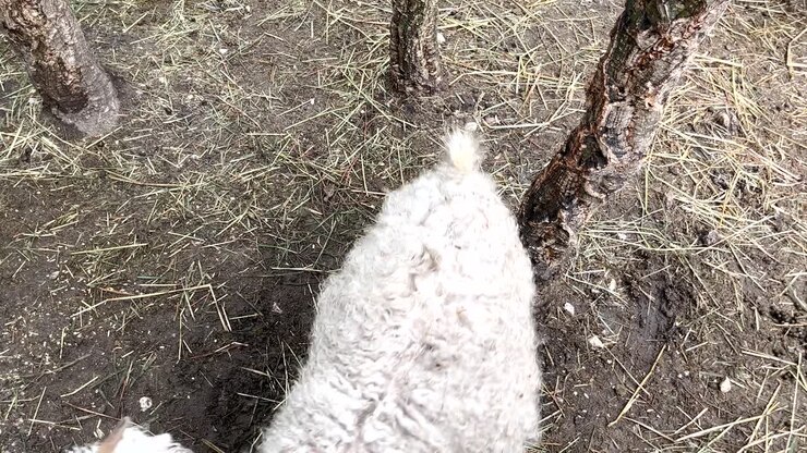 Pecora bianca amichevole con le corna passeggia vicino agli alberi in una fattoria