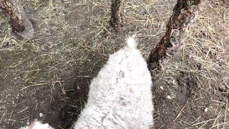 Friendly-white-sheep-with-horns-strolls-near-the-trees-on-a-farm