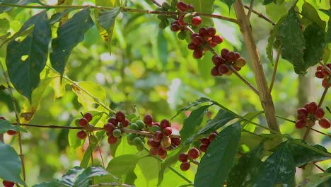 coffee cherries at plant