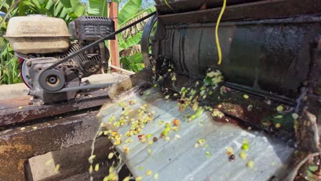 coffee bean processing: wet depulping on a small farm