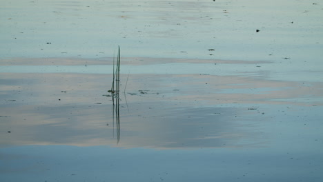 peaceful reflection on calm water