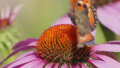 two small tortoiseshell butterflies fly off from orange coneflower