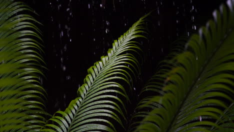 zeitlupenaufnahmen fangen große wassertropfen ein, die auf die blätter einer palme fallen