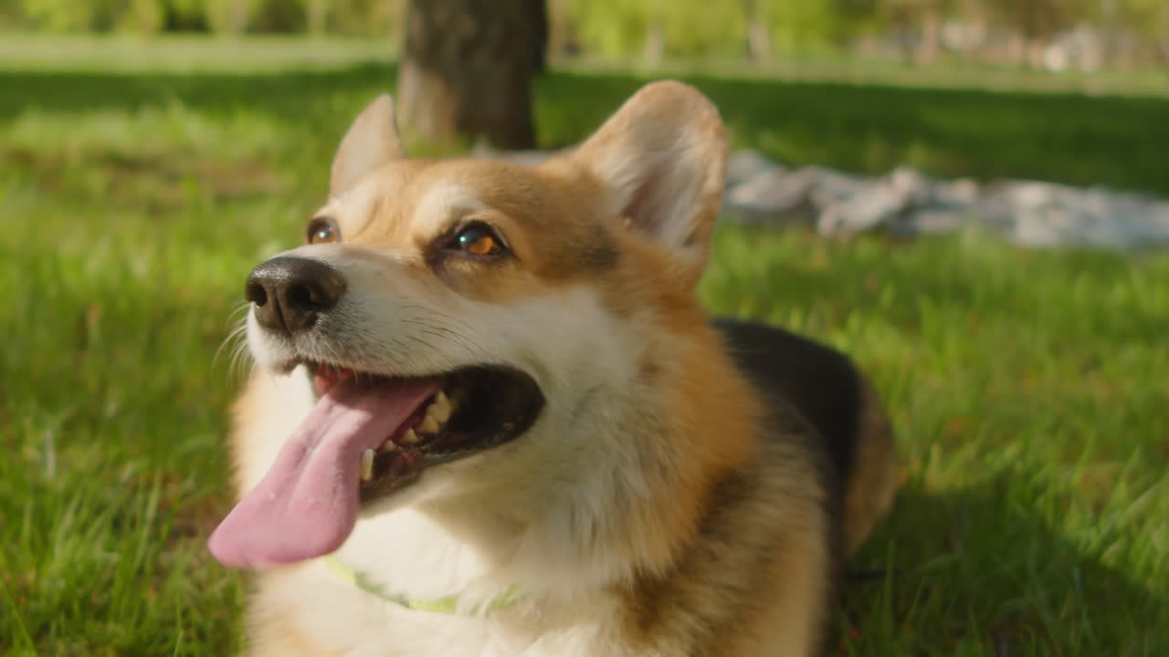 Close-up of an adorable Corgi dog relaxing in the grass