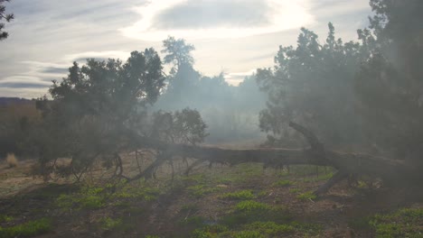 Vista-Ascendente-De-Un-árbol-Caído-Mientras-El-Humo-Sopla-A-Través-Del-Desierto