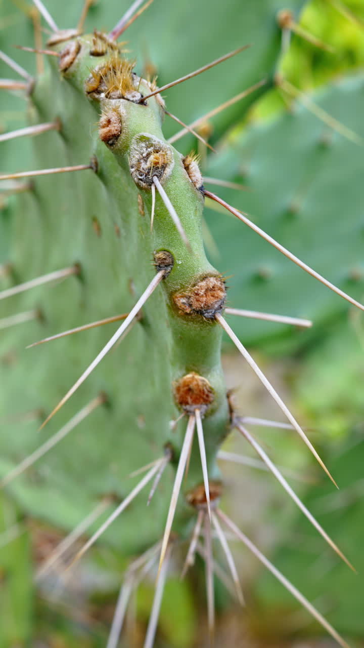 Close up of a cactus in a garden in Antibes, France. Vertical
