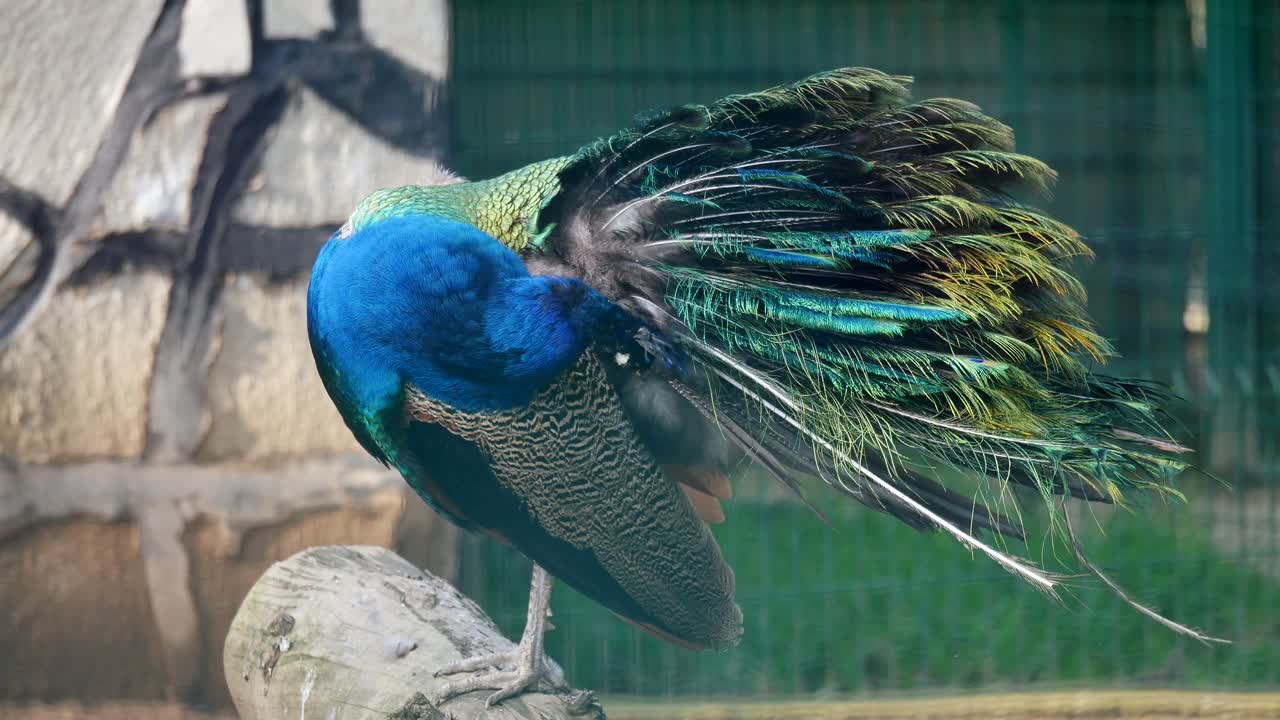 아름다운 리를 보여주는 오징어
