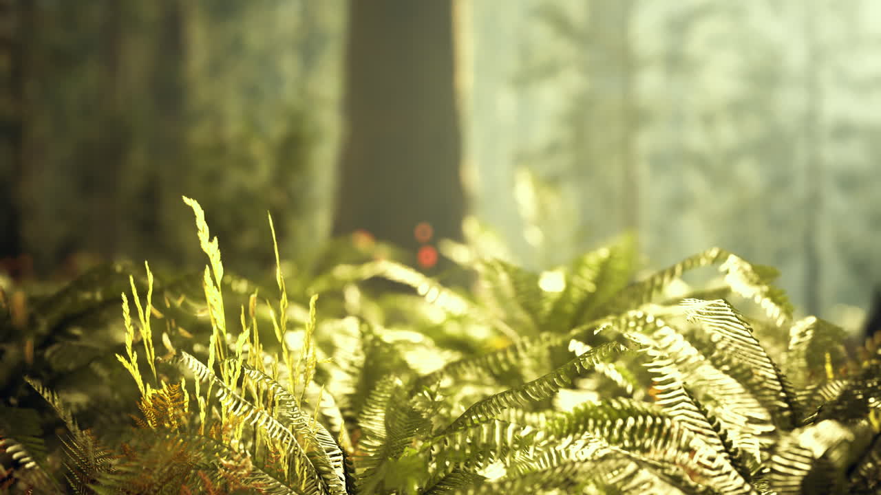 Beautiful sunlight filtering through ferns in a tranquil forest setting