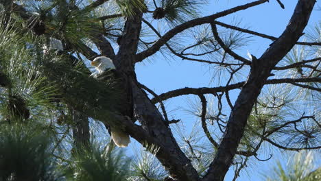 Handheld-footage-of-Bald-Eagles-perched-in-a-tree