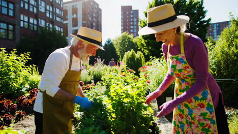 elderly couple gardening together on a sunny day