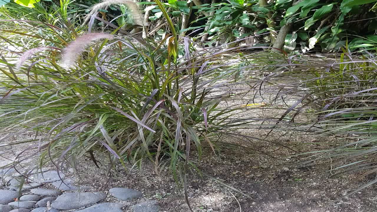 vista vertical de una planta mecida por el viento, con hermosas flores