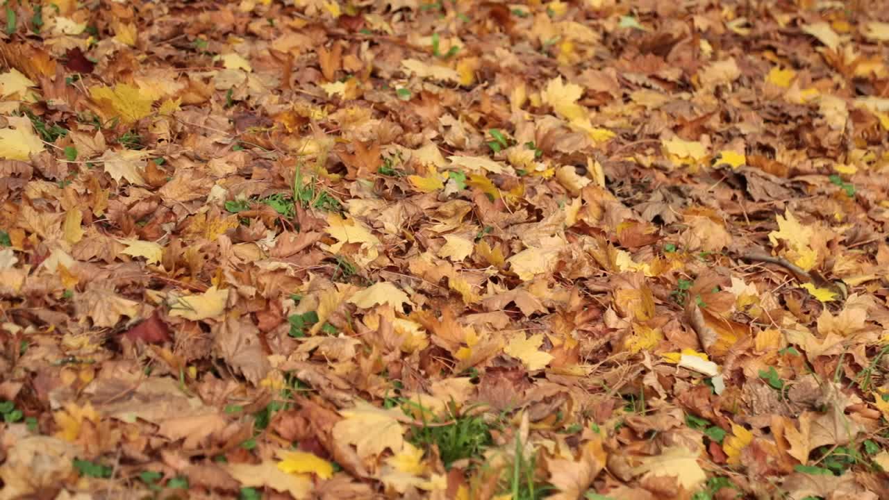 Bunte Herbstblätter bedecken den Boden und symbolisieren Veränderung und Natur.