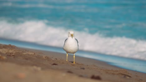 Common gull at the beach