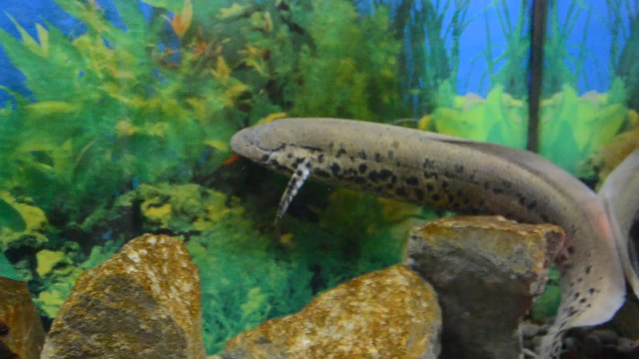 acquario con pesci