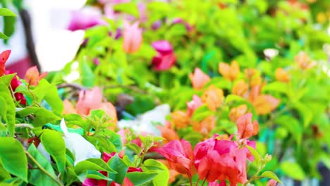 vibrant flowers blooming in a lush garden