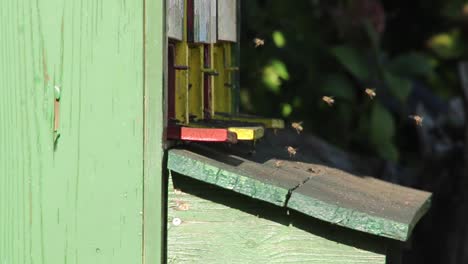primer plano de colmenas con abejas melíferas