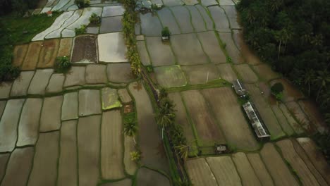 rising up, panning down drone shot over some flooded rice terraces in bali, indonesia