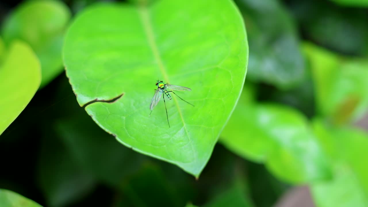 한 마리 새가 활기찬 잎 위에 조용히 앉아 있습니다.