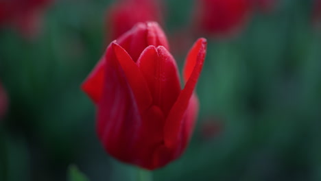 closeup bright flower petals outdoors. macro shot of beautiful red tulip outside