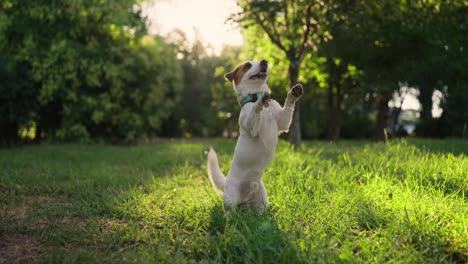 el lindo jack russell terrier sentado en un parque