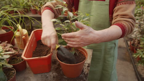 close up of man potting plant in greenhouse