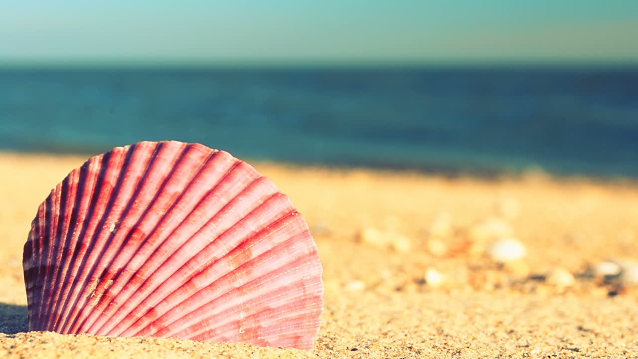 Shells on the beach. Shooting on the beach
