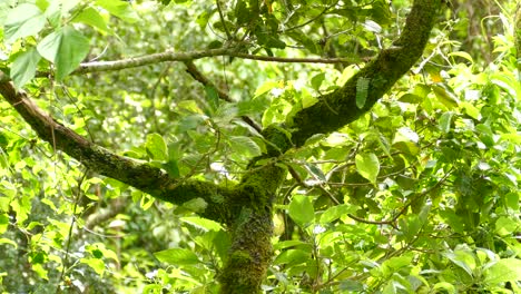un lindo pájaro ágil y rápido saltando a través de la rama de musgo de un árbol en el medio de un bosque de costa rica