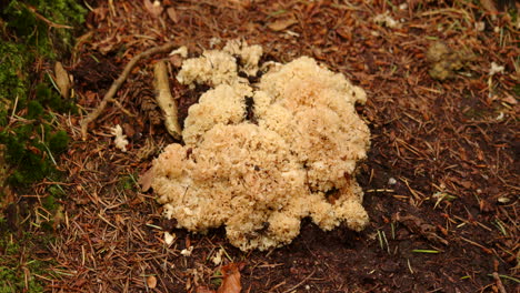 wide shot of cauliflower fungus on a forest floor at blackwater arboretum